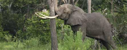 It has only had a hunting quota of 20 elephants per year since 2005 but important importing Rolf D. Baldus countries were reported to have procedures in place, which hamper the import.