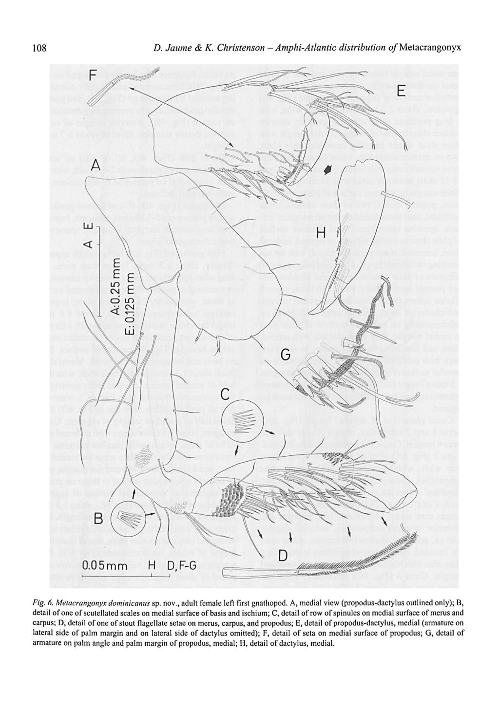 Amphi-Atlantic 108 [). Jaume & K. Christenson - distribution o/metacrangonyx Fig. 6. Metacrangonyx dominicanus sp. nov., adult female left first gnathopod.