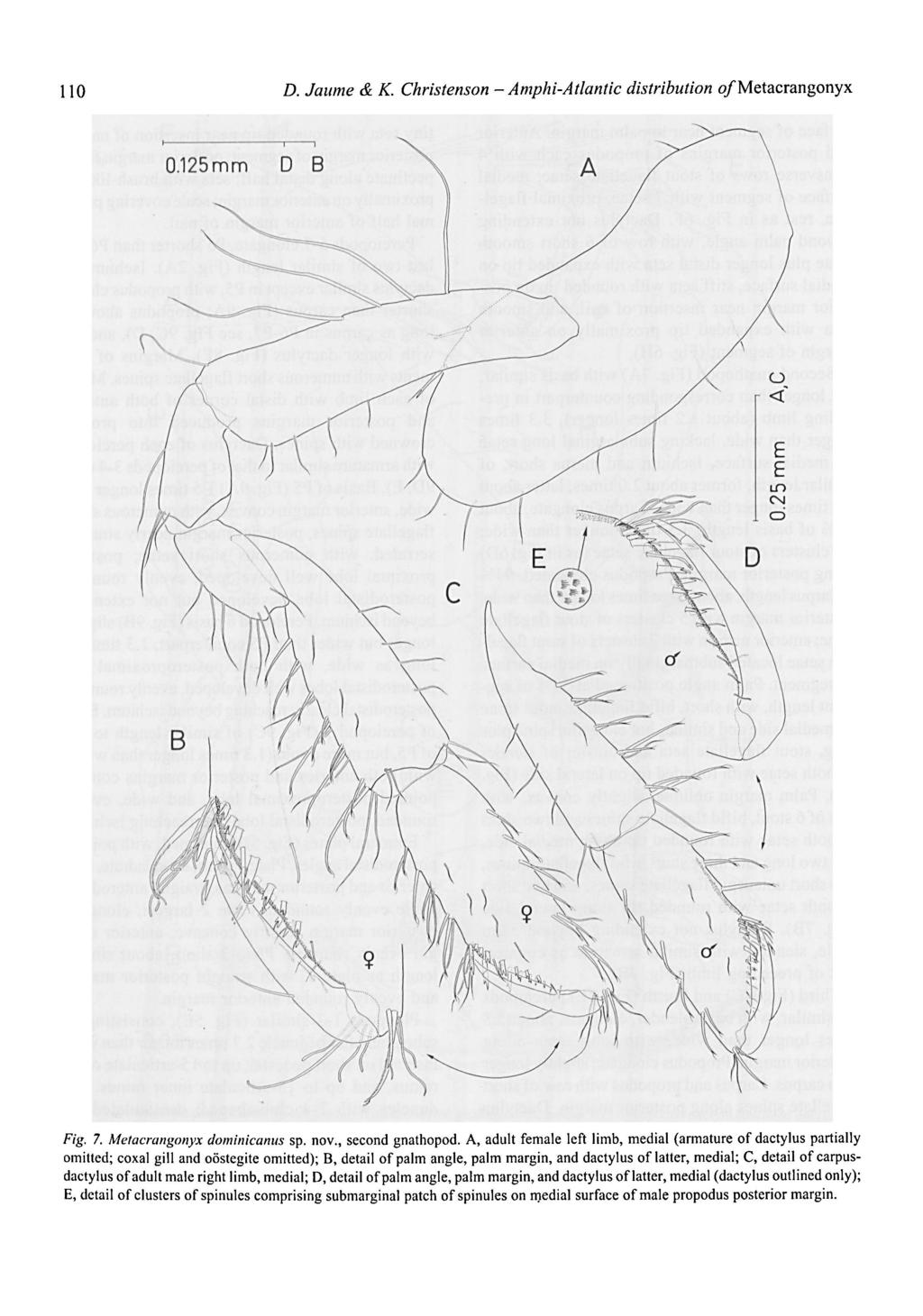 I 10 D. Jaume & K. Christenson ~ Amphi-Atlantic distribution o/metacrangonyx Fig. 7. Metacrangonyx dominicanus sp. nov., second gnathopod.