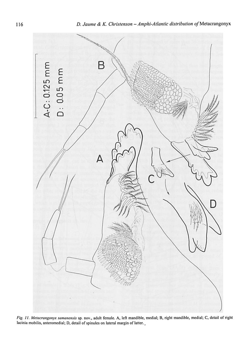 Amphi-Atlantic 1 16 D. Jaume & K. Christenson - distribution of Metacrangonyx Fig. II. Metacrangonyx samanensis sp. nov., adult female.
