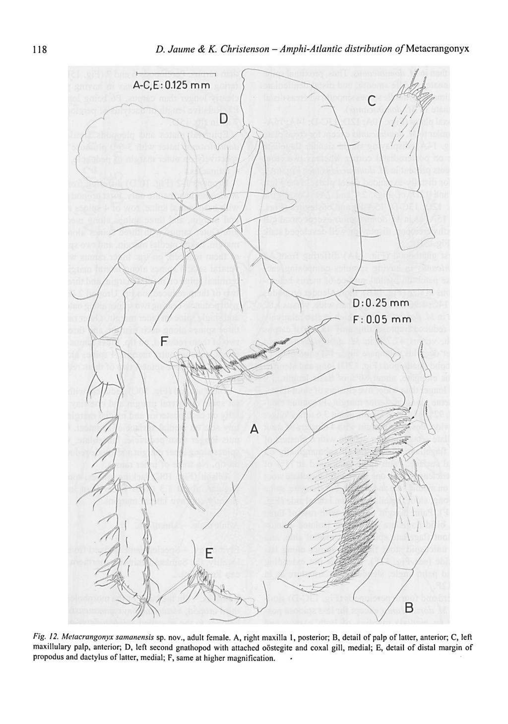 Amphi-Atlantic I 18 D. Jaume & K. Christenson - distribution o/metacrangonyx Fig. 12. Metacrangonyx samanensis sp, nov., adult female.