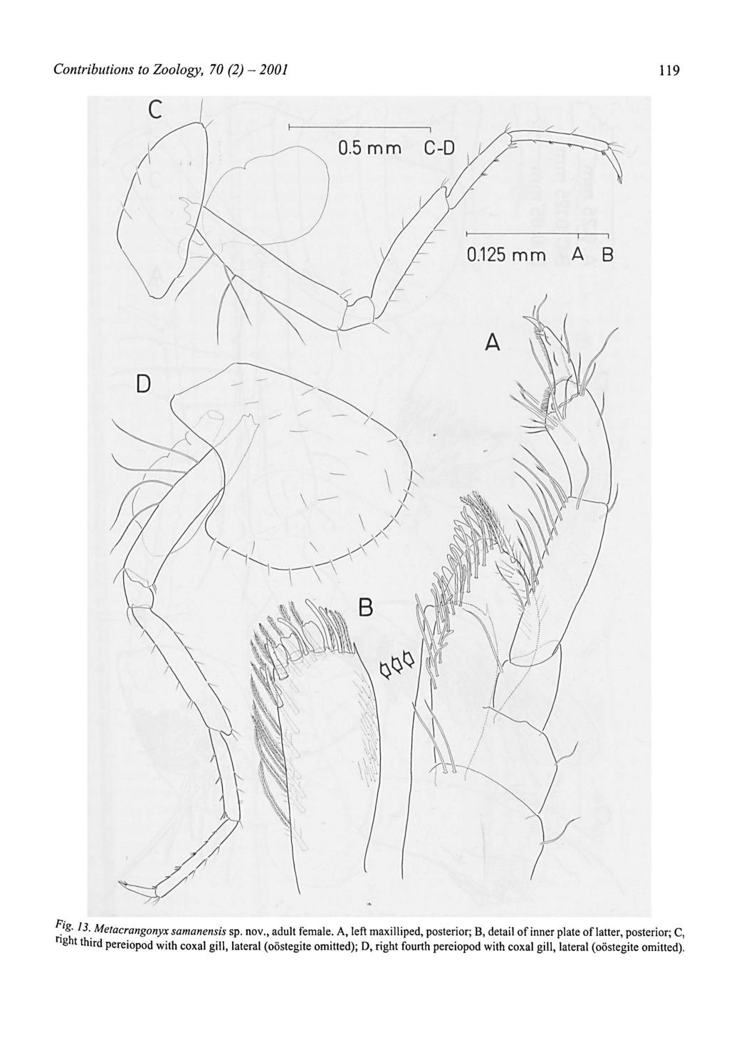 - 2001 Contributions to Zoology, 70 (2) 119 F g. 13. Metacrangonyx samanensis sp. nov., adult female.