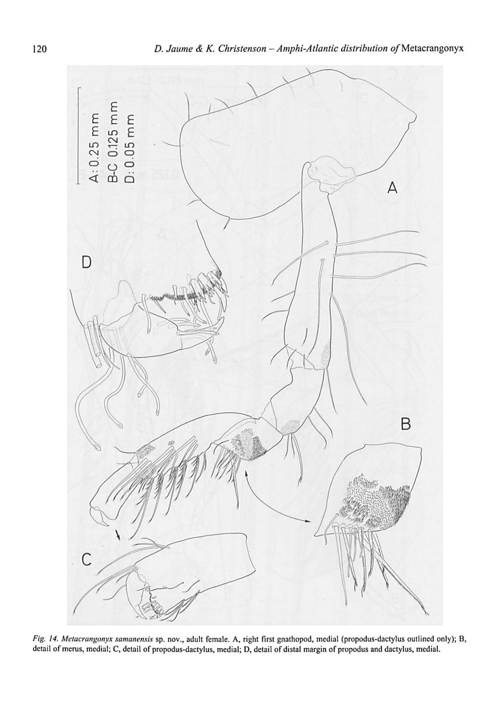 Amphi-Atlantic 120 D. Jaume & K. Christenson - distribution o/metacrangonyx Fig. 14. Metacrangonyx samanensis sp. adult female. nov.