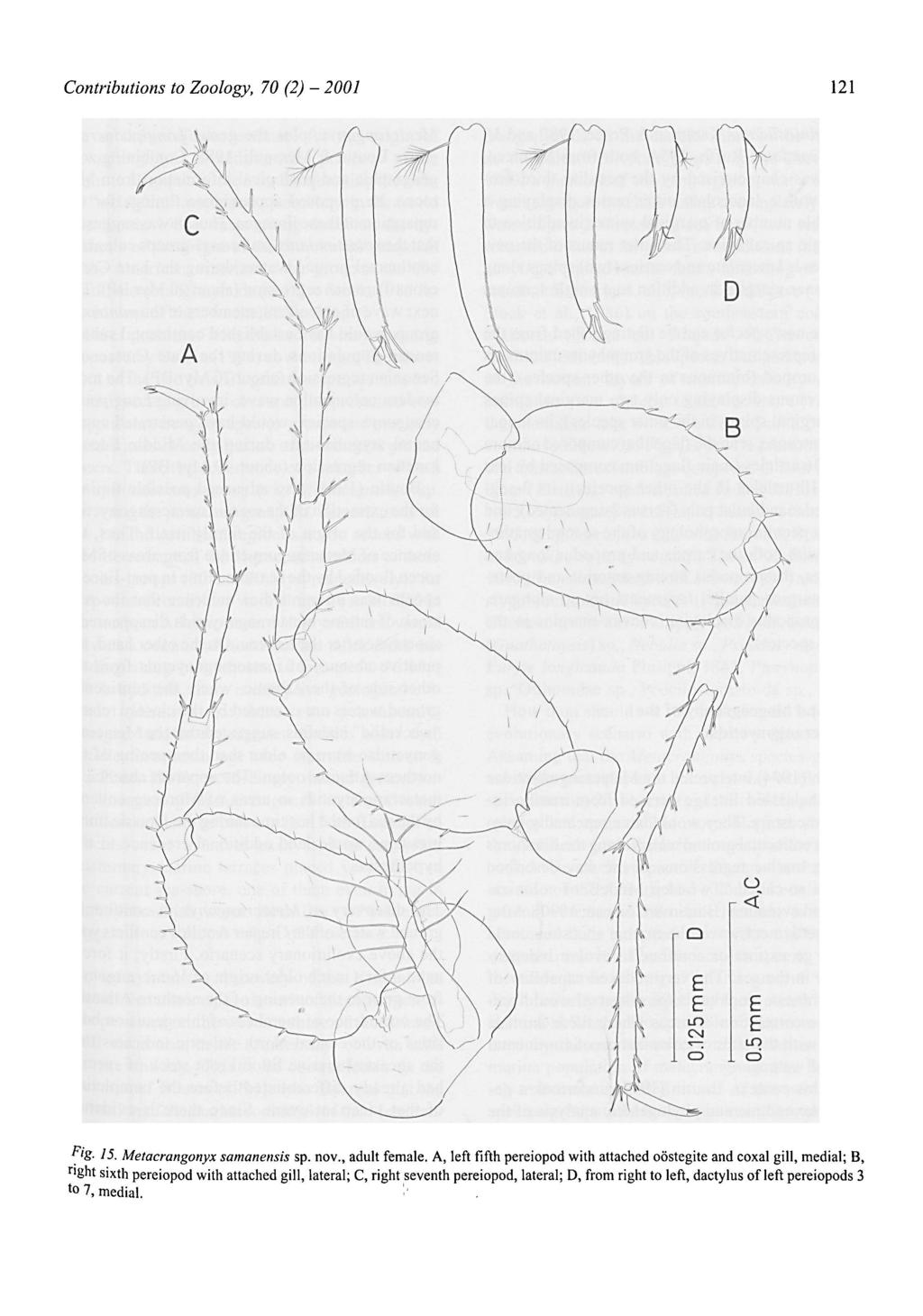 2001 Contributions to Zoology, 70 (2) - 121 Fig- 15. Metacrangonyx samanensis sp. nov., adult female.