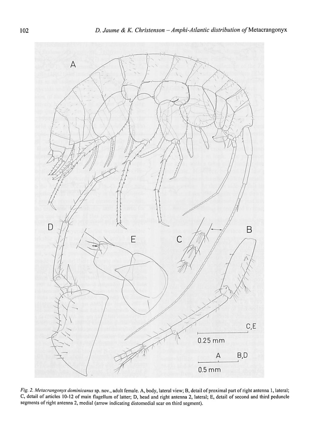 Amphi-Atlantic 102 D. Jaume & K. Christenson - distribution q/metacrangonyx Fig. 2. Metacrangonyx dominicanus sp. nov., adult female.