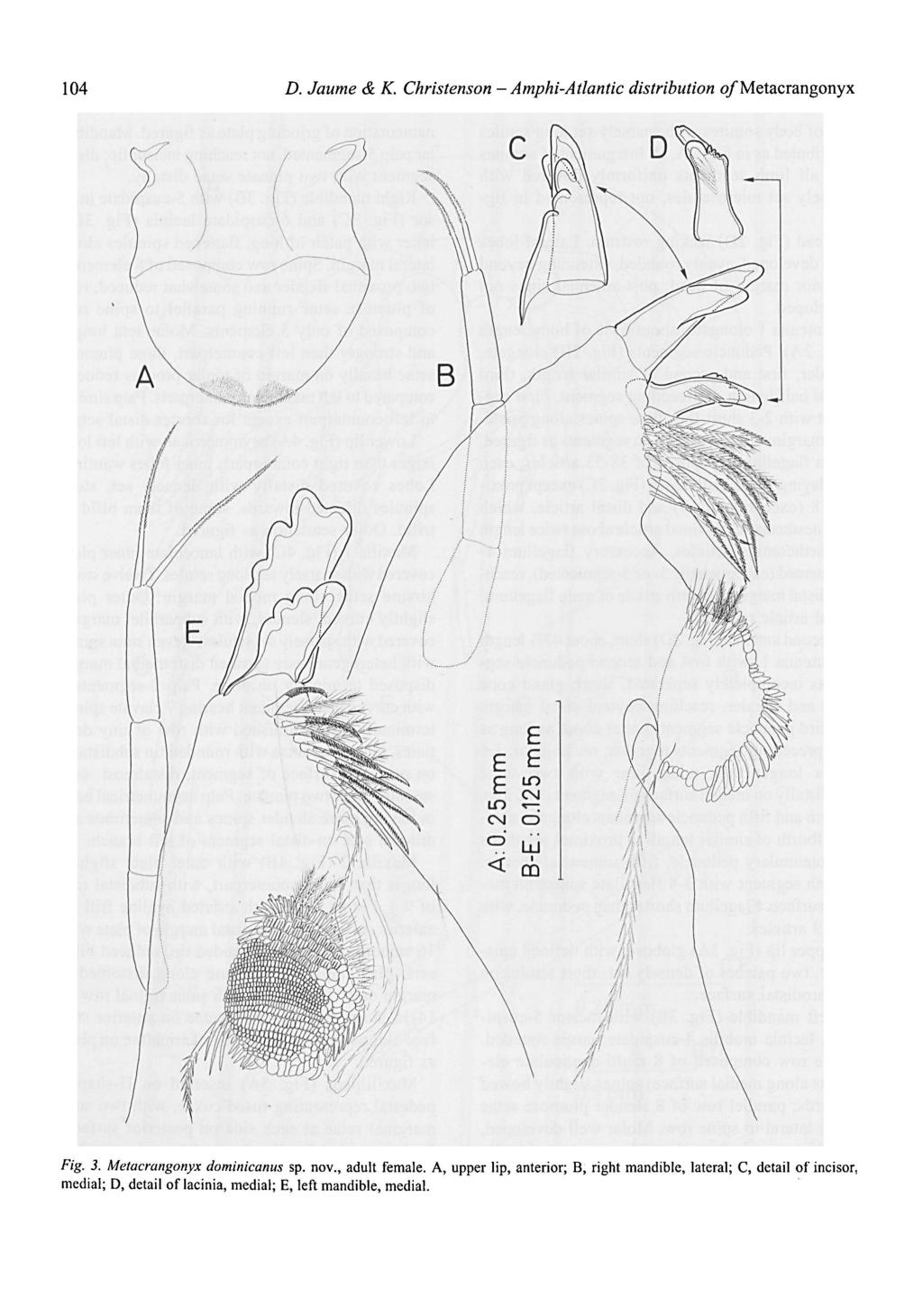 - 104 D. Jaime & K. Christenson Amphi-Atlantic distribution o/metacrangonyx Fig. 3. Metacrangonyx dominicanus sp. nov., adult female.
