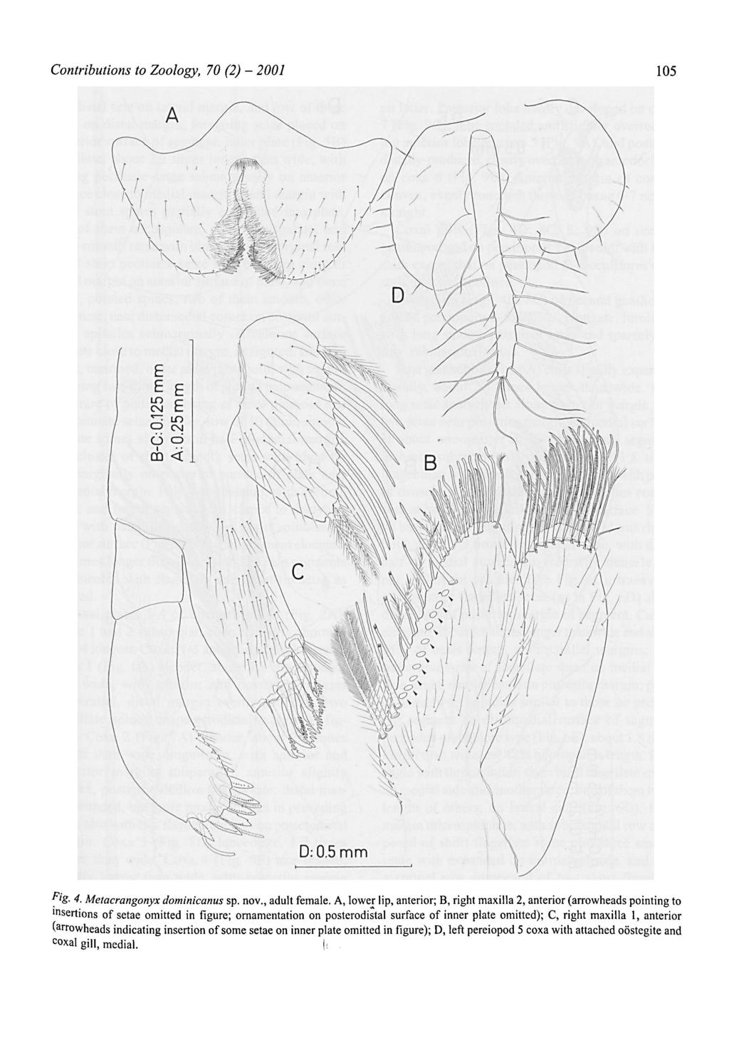 2001 Contributions to Zoology, 70 (2) - 105 F g- 4. Metacrangonyx dominicanus sp. nov., adult female.