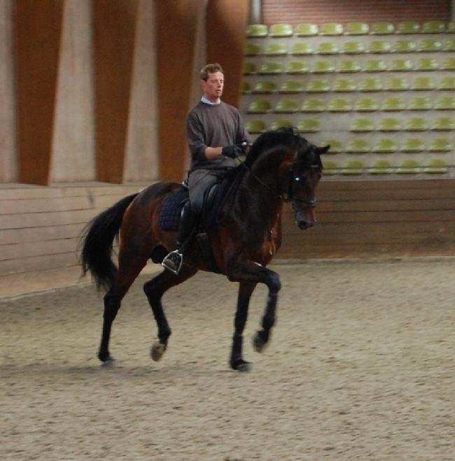 This second picture is that of the wonderful young stallion Don Darius (Don Frederico-Markus Deak xx-falkenstern I).
