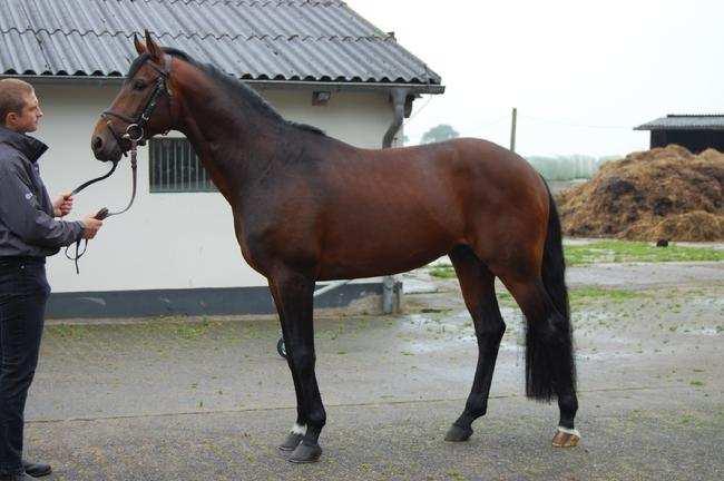 STALLION STATIONS DORUM AND OBERNDORF Bonifatius (Belissimo M-Lauries Crusador xx-lemon Tree). This is a young stallion with impressive performance testing scores of 133.43/1/48; 136.87/3; 111.