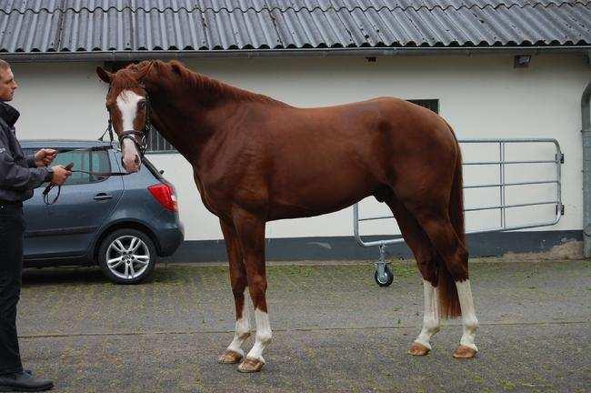 He is still quite impressive and in great shape for a stallion at the age of 17 years.