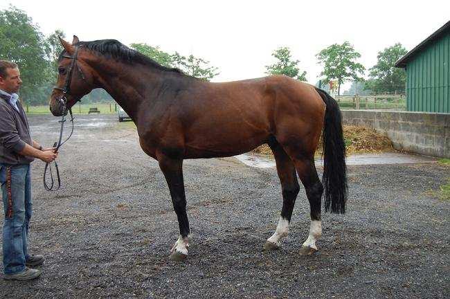 Comte is generally regarding as a jumper stallion with the pedigree of Contendro I-Granulit- Landadel.