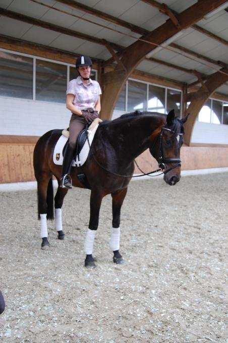 We had the absolute pleasure of seeing Lemony's Nicket presented under saddle by Susan Pape.