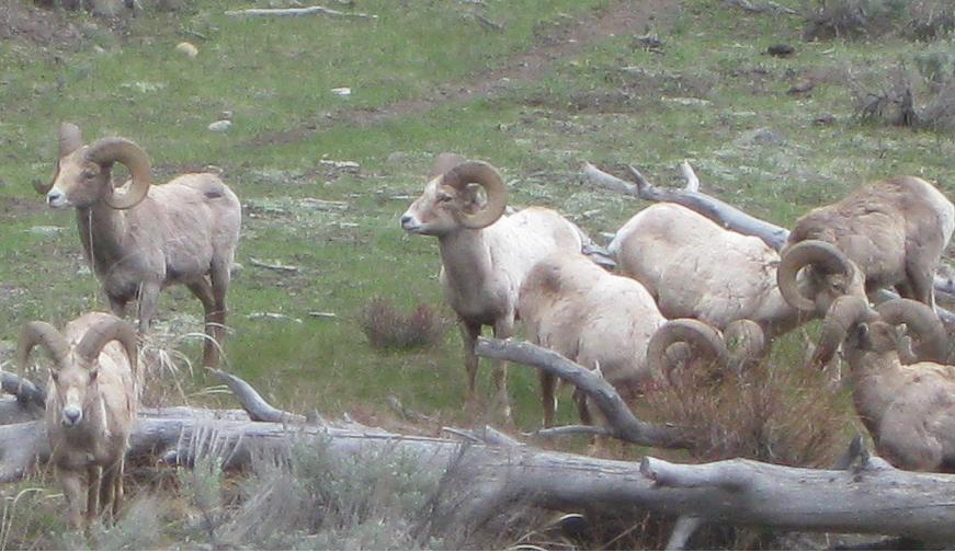Master of Natural Resources Capstone Interactions between Rocky Mountain Bighorn Sheep (Ovis canadensis canadensis) and Domestic Sheep (Ovis aries), and the Biological, Social, Economic, and