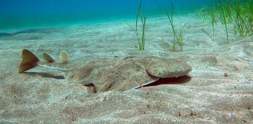 et al. (2016) Angelshark Action Plan for the Canary Islands. 4. Morey, G. et al. (2007) Squatina aculeata. IUCN Red List of Threatened Species: e.t61417a12477164. 5.