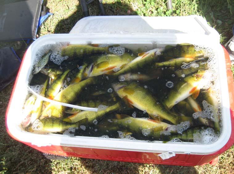 FLOATINGISLANDINTERNATIONAL Results Fish Fry Lake now supports a very productive perch fishery. From June through October 2011, 1,928 perch were harvested from the lake.