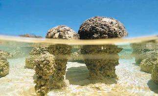 maintains oxygen levels Stromatolites in Shark Bay, Australia Temperature increases with altitude Temperature