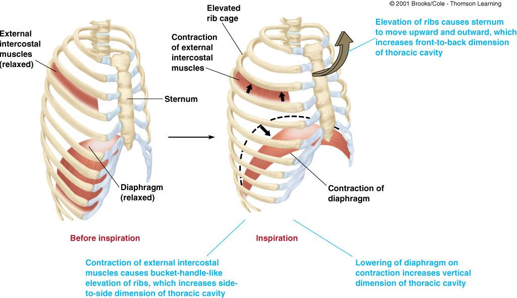Respiratory Muscles http://www.