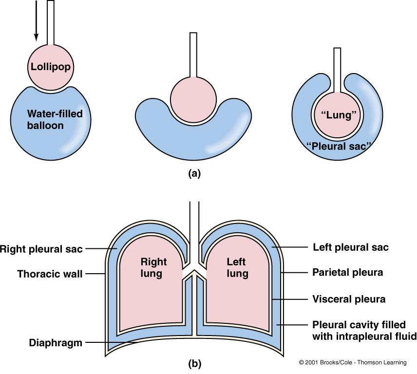 Thoracic Cavity and Pleural Sac The lungs are located in thoracic cavity Outer wall of the thoracic cavity