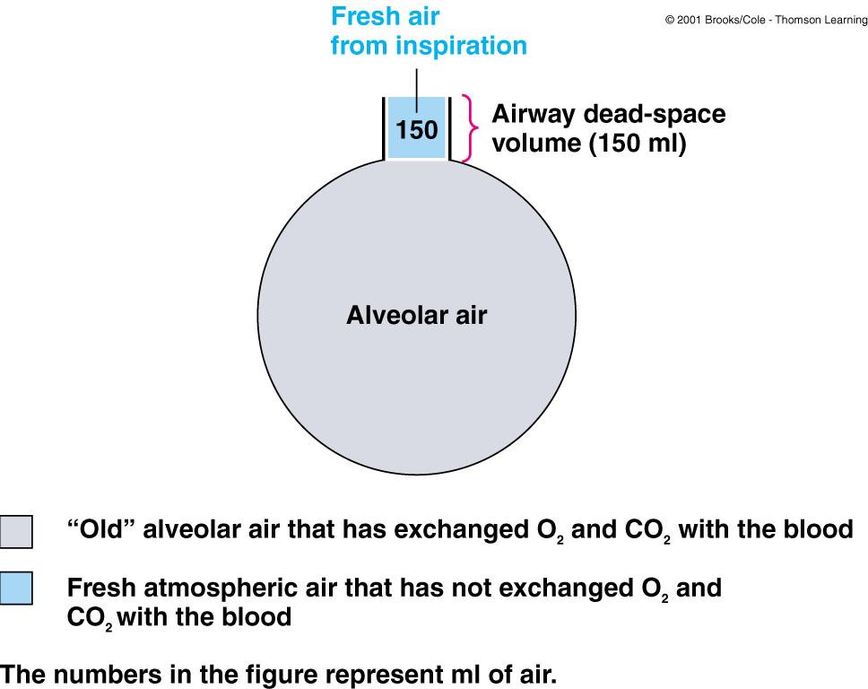 Pulmonary Ventilation PV = Tidal Volume x Respiratory Rate