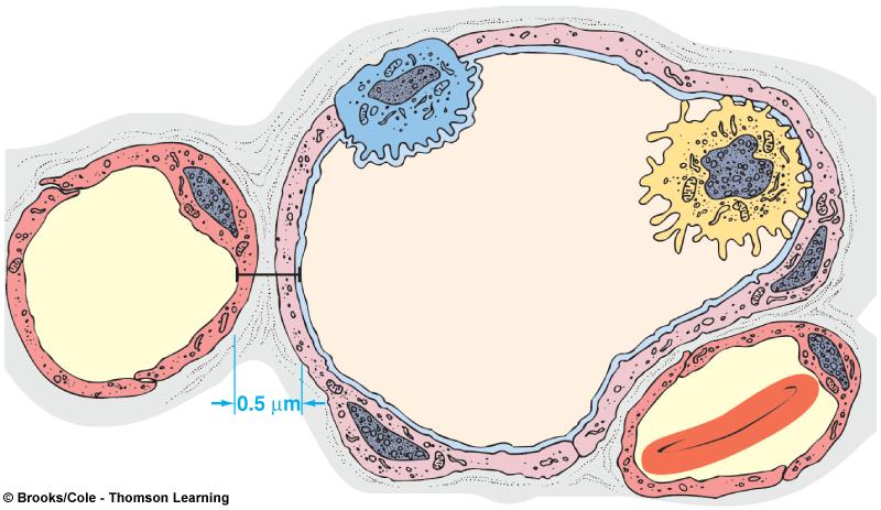 Structure of the Alveolus Type II alveolar cell Type I alveolar cell Interstitial fluid Alveolar