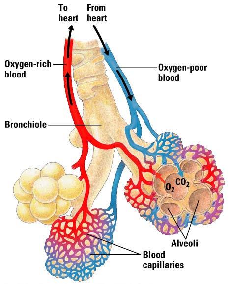 Alveoli: The