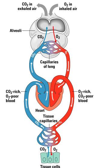 Gas Diffusion po 2 = 100mmHg po 2 = 40mmHg pco 2 = 45mmHg Blood entering alveolar capillaries pco