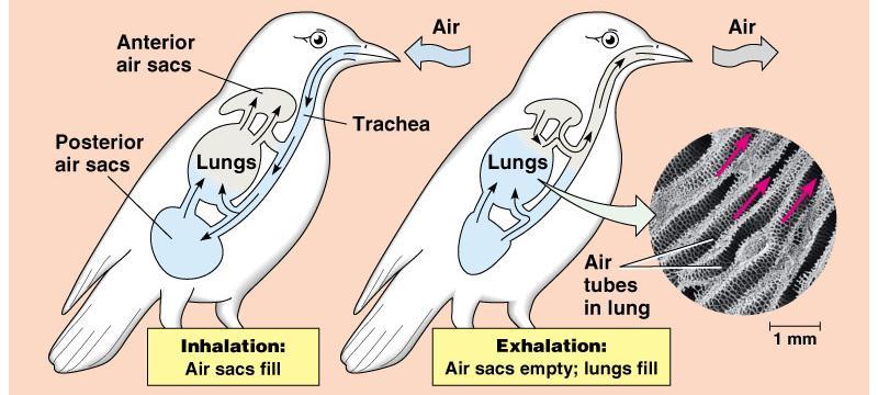 Ventilation is much more complex in birds