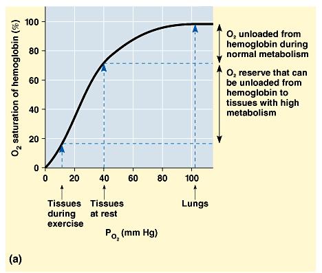 Cooperative oxygen binding and release is evident in the dissociation curve for hemoglobin.