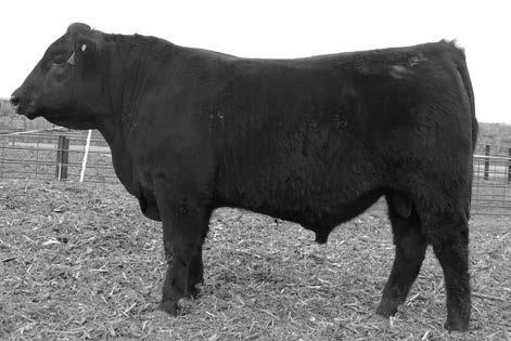 PROVEN AI SIS FENCE SI CONNEALY FOFRONT Connealy Forefront has been used as an AI sire in our herd for over ten years.
