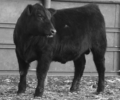 He is still very popular because his daughters are outstanding producers in the Angus breed which has earned him pathfinder status.