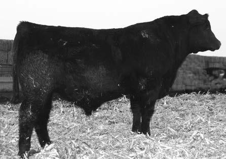STEPLADDER TOPPER 44 Calved: 3/28/12 Bull AAA 17368291 Tattoo: 286 KR NET WORTH 56W KR RITO 70P KENWORTH COMPLETE KD 286 SUMMITCST COMPLETE 1P55 COMPLETE BURGESS KD 922 FOFRONT BURGESS KD 464 Another