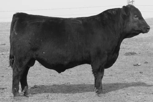 This bull isn t as stylish as some in the past, however, with his tremendous depth and body mass he will be a favorite on sale day.