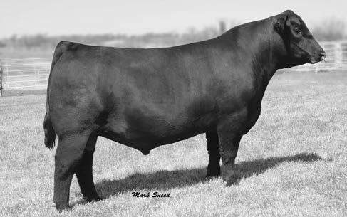 He stamps his progeny with balance, muscling, correctness and eye catching style. His sale topping progeny have garnered attention from coast to coast. LOT 4 - TFFER BRILLIANCE 1201 BW -.
