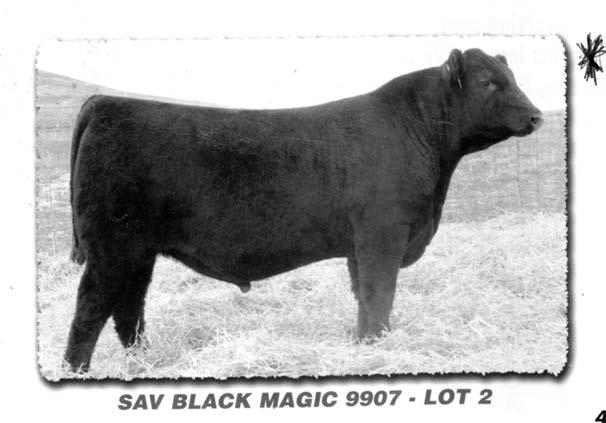 FENCE SI We felt that Black Magic was the buy of the 2010 SAV sale being sired by the popular Bismarck and out of a full sister in blood to Net Worth.