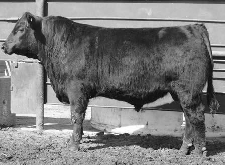 FENCE SI Broadwalk is a great herd sire that was purchased at the 2010 SAV sale. His calves are exceeding our expectations as they combine calving ease with tremendous style and power.