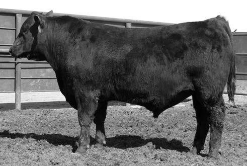 FIL PRODUCT SONS & GRANDSONS FENCE SI CONNEALY FIL PRODUCT Final Product progeny have been highly sought after for their outstanding phenotype and superior birth to yearling EPD spread that keeps