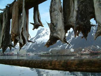 Drying cod in Lofoten
