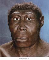 Homo erectus Fossils of Homo erectus date from about 2-1.52 million years ago. These are the direct ancestors of modern humans.