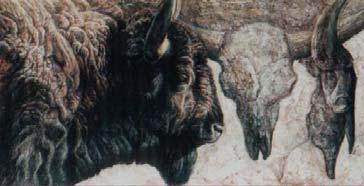 Large Animal Extinctions in Eurasia, 5 Steppe Bison. Artist s s recreation.