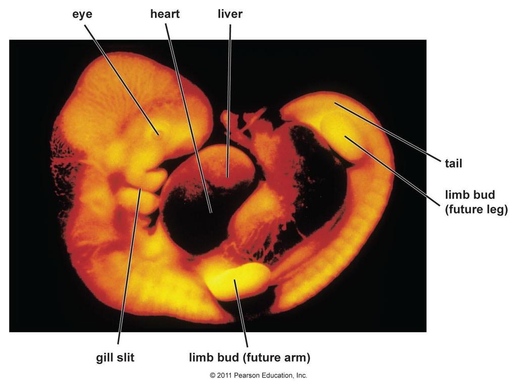 Human Embryo features 4