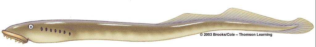 Existing Jawless Fishes Cylindrical body No paired fins Cartilaginous skeleton Hagfish tentacles gill slits (twelve pairs) mucous glands Lamprey gill openings (seven pairs) Hagfish: the first
