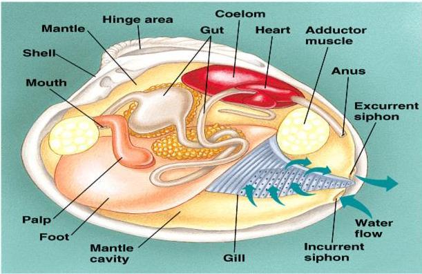 Have a complete digestive tract Are pseudocoelomates Mollusca (snails, slugs, chitons [looks like turtle shell], bivalves [clams],