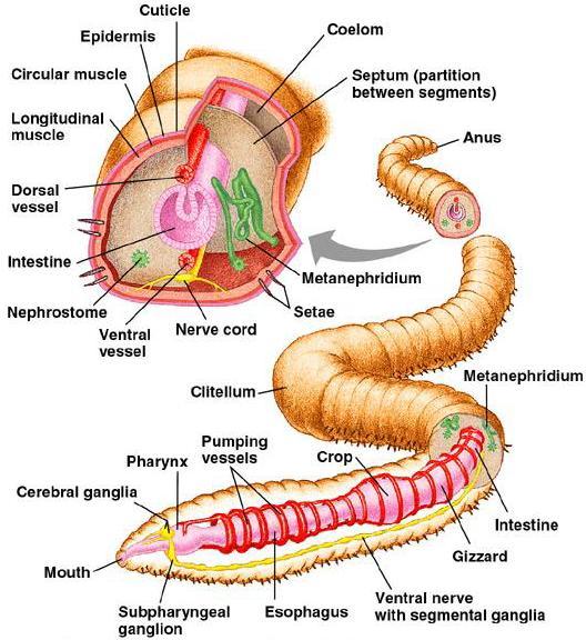 Annelida (segmented worms like earthworms and leeches): Literally means little rings Have closed circulatory systems Have metanephridia: