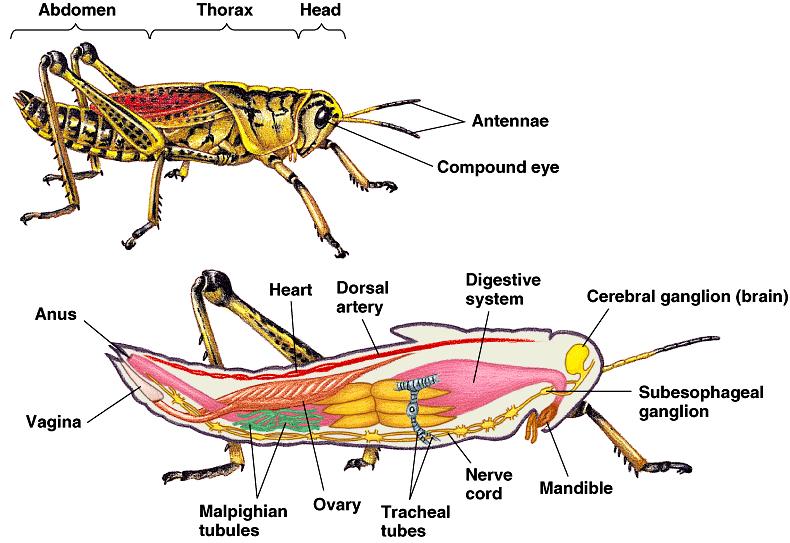 Arthropoda (spiders, insects, crustaceans [crabs, lobsters]): Have jointed appendages Have a developed nervous system Have an exoskeletons
