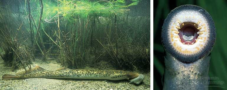 Class Cephalaspidomorphi: lamprey Predators/ectoparasites of other fish Migrate to a freshwater stream to bury eggs in gravel Larval lamprey is a filter feeder Sea lampreys