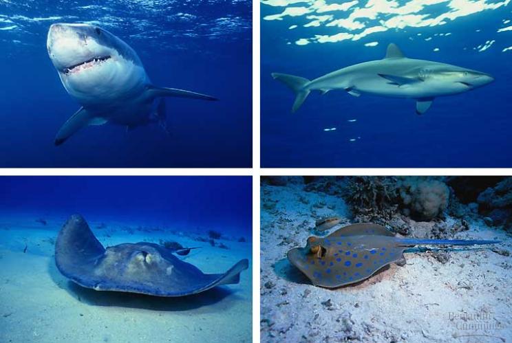 Sharks Graceful, streamlined bodies Ventral mouth with paired nostrils, anterior to mouth Lidless lateral eyes Tough, leathery skin w/placoid scales (reduce water turbulence) Fins: pair of pectoral