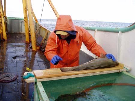 Data is called out to a technician for recording on log sheets. Fish are released after the recorder verifies data recorded. The process typically takes less than ten seconds per fish.