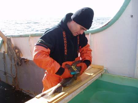 Biological data included the total weight for all species caught, and the number of tagged cod.