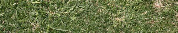 For example, research at the University of Maryland has shown that applications of Acclaim Extra can cause un-acceptable levels of injury to CBG at rates needed to post-emergently control goosegrass.