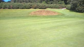 Photo Observations and Comments Figure 1: The very good 4 th green of approximately 50% creeping bentgrass.